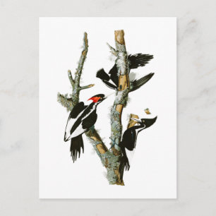 Woodpecker Audubon Birds of America Briefkaart
