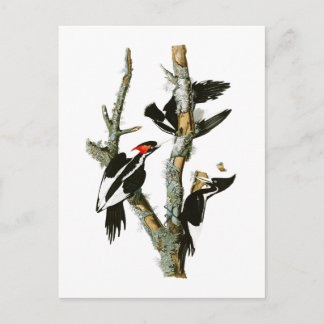 Woodpecker Audubon Birds of America Briefkaart