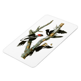 Woodpecker Audubon Birds of America Magneet