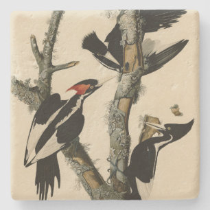 Woodpecker Audubon's Birds of America Stenen Onderzetter