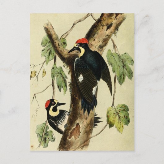  Woodpecker Bird Briefkaart (Voorkant)
