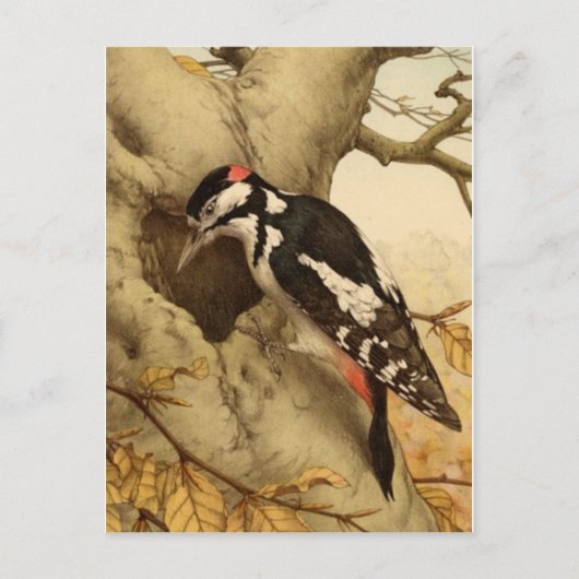 Woodpecker Briefkaart (Voorkant)