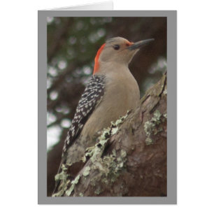 Woodpecker Card