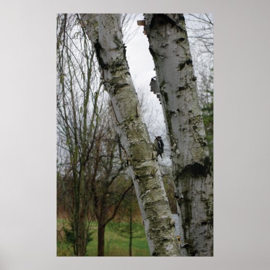 Woodpecker in Spring Poster (Voorkant)