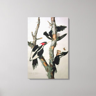 Woodpecker met ivoren buik uit 'Amerikaanse vogels Canvas Afdruk