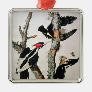 Woodpecker met ivoren buik uit 'Amerikaanse vogels Metalen Ornament