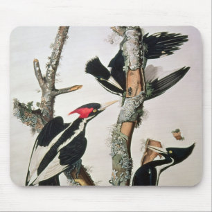 Woodpecker met ivoren buik uit 'Amerikaanse vogels Muismat