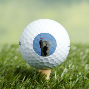 Woodpecker op een paal Foto Golfballen
