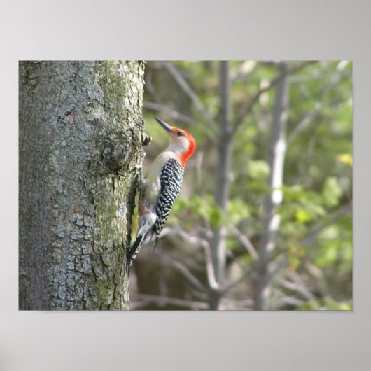 Woodpecker Poster (Voorkant)