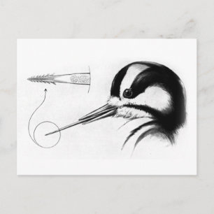 Woodpecker Tongue Anatomie Briefkaart