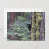 Woodpecker- Yosemite Briefkaart (Voorkant / Achterkant)