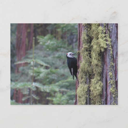 Woodpecker- Yosemite Briefkaart (Voorkant)