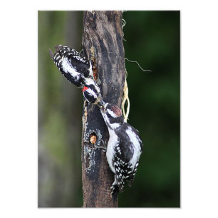 Woodpeckers Foto afdrukken Afdruk