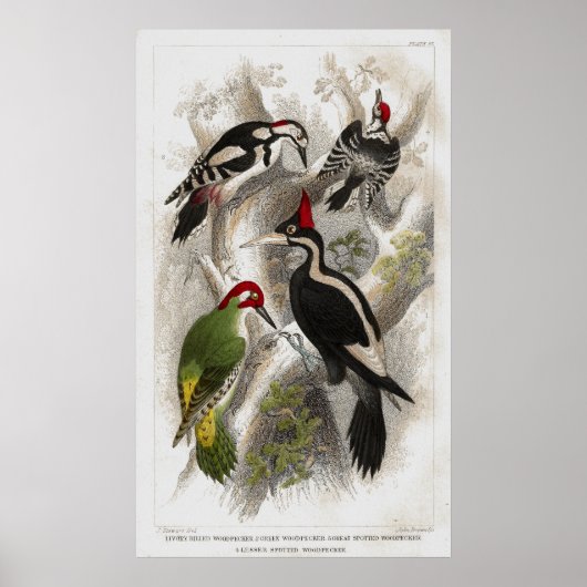 Woodpeckers Poster (Voorkant)