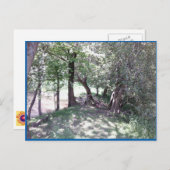 Woods par carte postale Photo Pond (Devant / Derrière)
