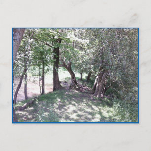 Woods par carte postale Photo Pond