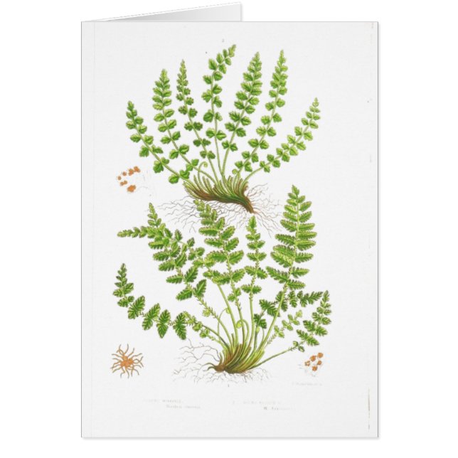 Woodsia Fern (Voorkant)