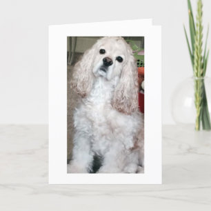 WOOF WOOF/HAPPY BIRTHDAY ZEGT COCKER SPANIEL KAART