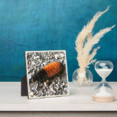 Wooly Beer Caterpijler Fotoplaat (Insitu)