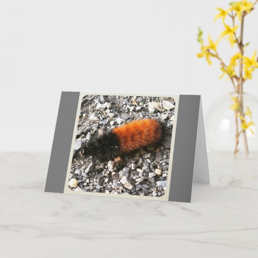Wooly Beer Caterpijler Kaart (Gele Bloem)