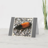 Wooly Beer Caterpijler Kaart (Voorkant)