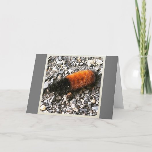 Wooly Beer Caterpijler Kaart (Voorkant)