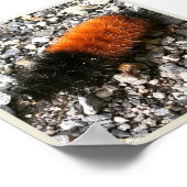 Wooly Beer Caterpijler Poster (Hoek)