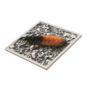 Wooly Beer Caterpijler Tegeltje (Zijkant)