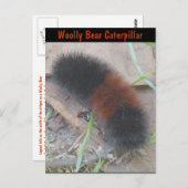 Wooly Beer Caterstrand Briefkaart (Voorkant / Achterkant)