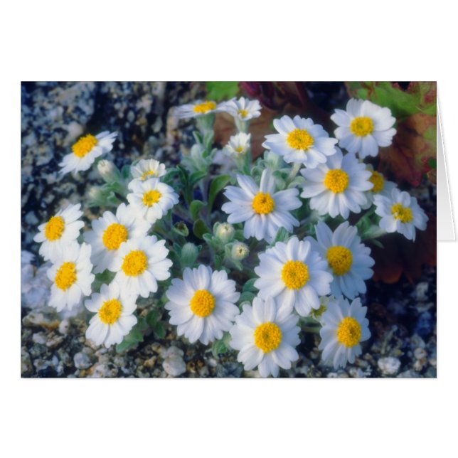 Wooly Daisy Wildbloemen (Voorkant Horizontaal)