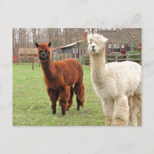 Wooly Llamas ~ briefkaart