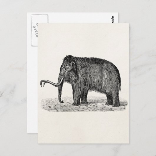 Wooly Mammoth Illustratie Wooly Mammoths Briefkaart (Voorkant / Achterkant)
