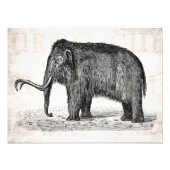  Wooly Mammoth Illustratie Wooly Mammoths Foto Afdruk (Voorkant)
