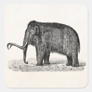  Wooly Mammoth Illustratie Wooly Mammoths Vierkante Sticker