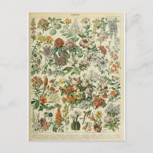 Woordenboek bloemen briefkaart (Voorkant)
