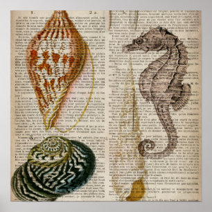 woordenboek frans  land seashell poster