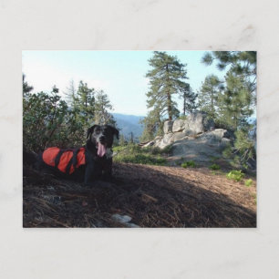 Working Dog Haley Conservation Canines Briefkaart