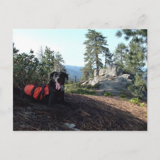 Working Dog Haley Conservation Canines Briefkaart (Voorkant)