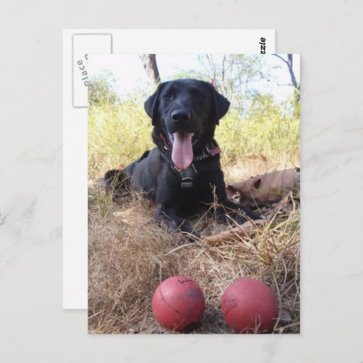 Working Dog Scooby Relaxing Conservation Canines Briefkaart (Voorkant / Achterkant)