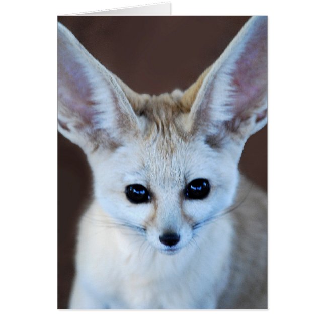 Worlds Cutest Fennec Fox (Voorkant)