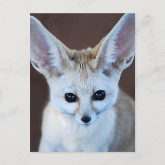 Worlds Cutest Fennec Fox Briefkaart (Voorkant)