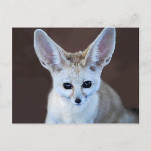 Worlds Cutest Fennec Fox Briefkaart (Voorkant)