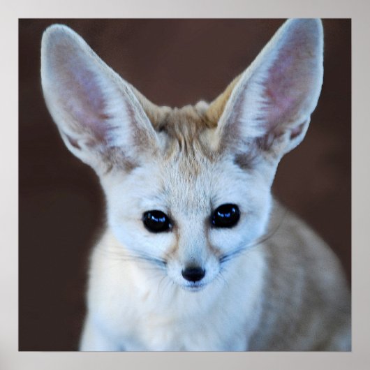 Worlds Cutest Fennec Fox Poster (Voorkant)