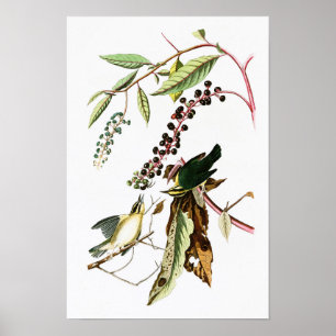 Worm-etende Warbler John Audubon Birds of America Poster