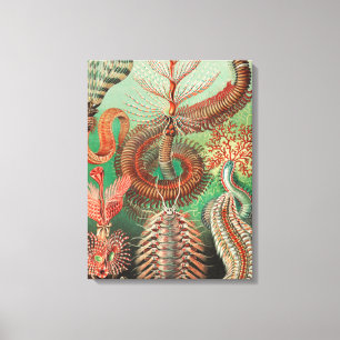 Wormen, Annelids Chaetopoda door Ernst Haeckel Canvas Afdruk