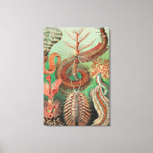 Wormen, Annelids Chaetopoda, door Ernst Haeckel Canvas Afdruk