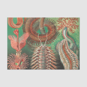 Wormen, Annelids Chaetopoda, door Ernst Haeckel Tissuepapier