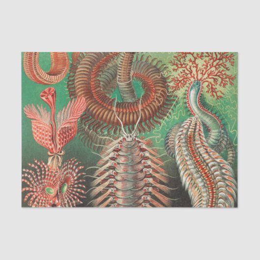 Wormen, Annelids Chaetopoda, door Ernst Haeckel Tissuepapier (Voorkant)