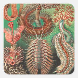 Wormen, Annelids Chaetopoda, door Ernst Haeckel Vierkante Sticker