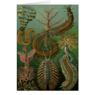 Worms Annelids Chaetopoda door Ernst Haeckel